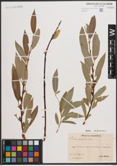Foto von Salix daphnoides Vill.